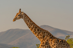 Giraffa camelopardalis giraffa