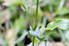 Rumex acetosa