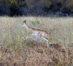 Raphicerus campestris campestris