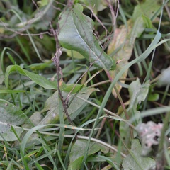 Rumex acetosa