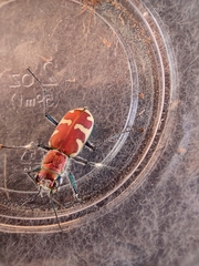 Cicindela formosa