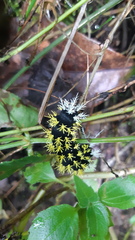 Leucanella