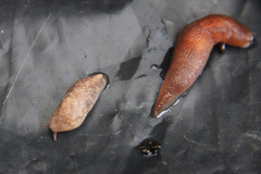 Gastropoda