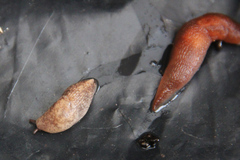 Gastropoda