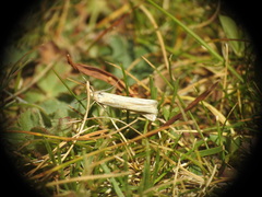 Agriphila tristella