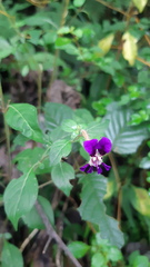 Cuphea calaminthifolia