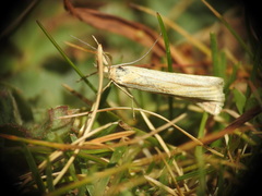 Agriphila tristella