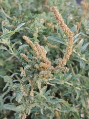 Atriplex
