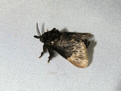 Podalia thanatos