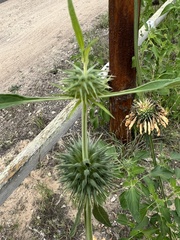 Leonotis nepetifolia
