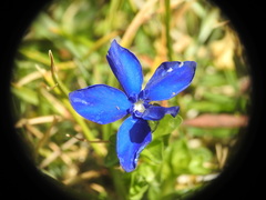 Gentiana bavarica
