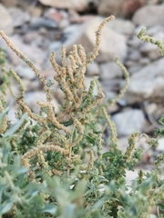 Atriplex
