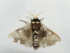 Megalopyge albicollis