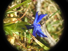 Gentiana bavarica
