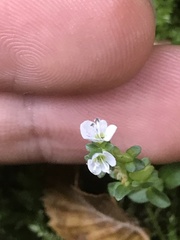 Veronica serpyllifolia serpyllifolia