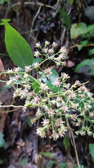 Archibaccharis hirtella