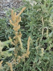 Atriplex