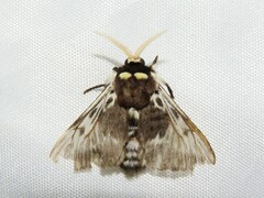 Megalopyge albicollis