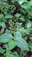 Valeriana scandens