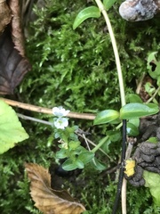 Veronica serpyllifolia serpyllifolia