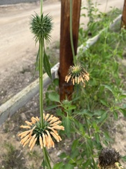 Leonotis nepetifolia