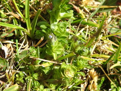 Gentiana bavarica