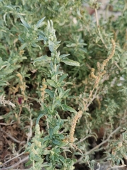 Atriplex