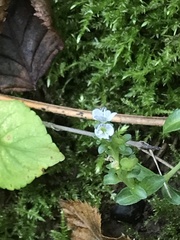 Veronica serpyllifolia serpyllifolia