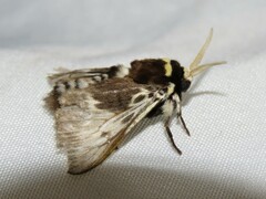 Megalopyge albicollis