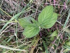 Verbena urticifolia