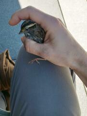 Zonotrichia albicollis