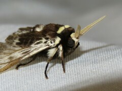 Megalopyge albicollis