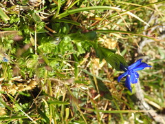 Gentiana bavarica