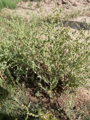 Atriplex argentea