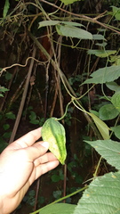 Gonolobus chloranthus