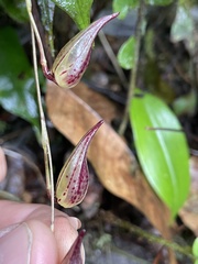 Pleurothallis bicruris