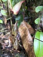 Pleurothallis bicruris