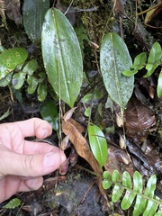 Pleurothallis bicruris