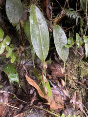 Pleurothallis bicruris