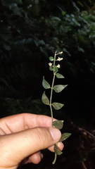Orthosia