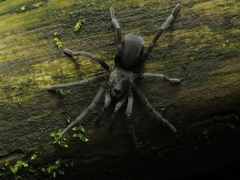 Hemirrhagus chilango