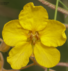Senna covesii