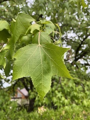 Liquidambar