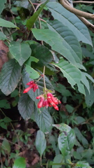 Cestrum fasciculatum