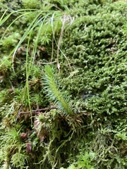 Phlegmariurus dentatus