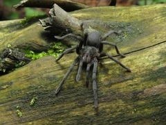 Hemirrhagus chilango