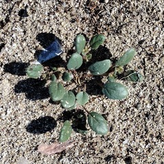 Abronia villosa