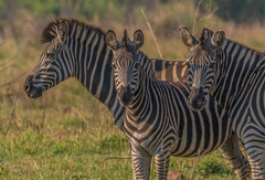 Equus quagga chapmani
