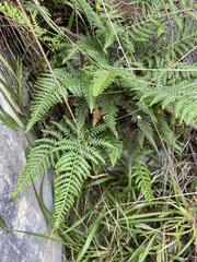 Pityrogramma calomelanos