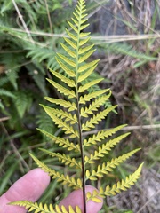 Pityrogramma calomelanos